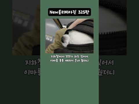 New올리비아진 325탄