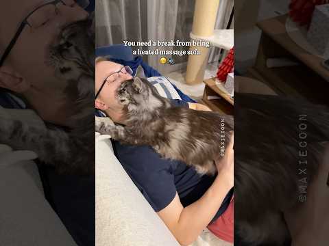 ๐Cat Owner's Struggle Fixed ๐๐ผโโ๏ธ Moody Floof turns Happy Warm Floof ๐ธ #catdad #mainecoon