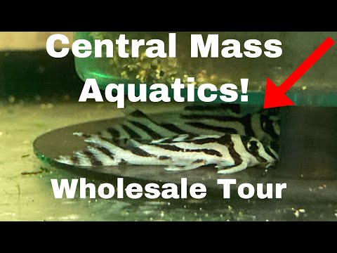 Central Mass Aquatics Tour A field trip with the Boston aquarium society to take a tour of central mass aquatics it was really 
