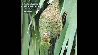 Nature’s Doorway to Safety 🚧🐦 #weavers #birdnest #nestbuilding #nature