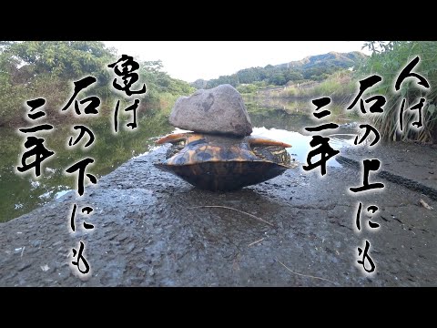 魚釣りの心得は石の下にも三年【亀に学ぶ忍耐の魚釣り】行き着く先は本格グリーンカレー