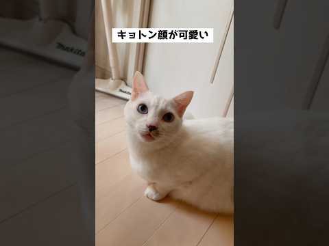 弟猫のお出迎えが可愛すぎる集
