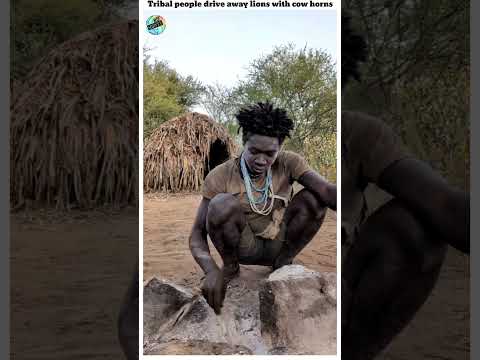 Tribal people drive away lions with cow horns//MSD survey #shorts