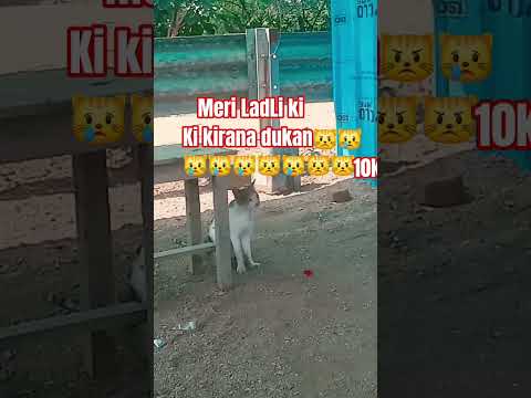 #bundeli #funny #realfools #fun #surajroxfunnyvibeo बिल्ली #realfoolsteam #comedy मासी