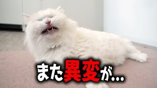 一度倒れたパールの耳に、また異変が…