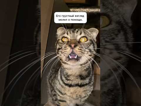 История шотландского котика Лари