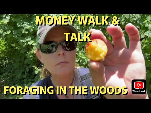 MONEY WALK AND TALK FORAGING IN THE WOODS