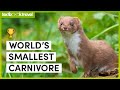 Mustelids and Related Species Facts