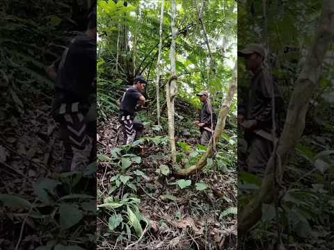 Akar Bajakah penghilang haus saat di hutan