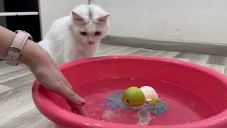 Cute Cats Vs Turtle Toy