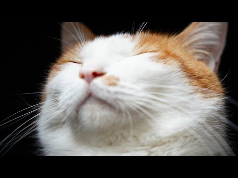 猫の動画サムネイル - ちろおかお　250720