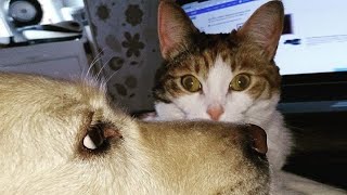 Funny Cat Videos 😻 And Dogs 🐶 Funny Animals Part 6