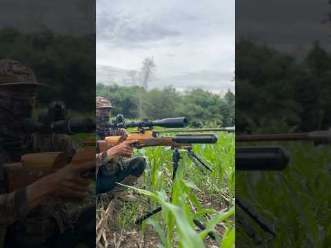 Shot hama ayam hutan betina #sorts