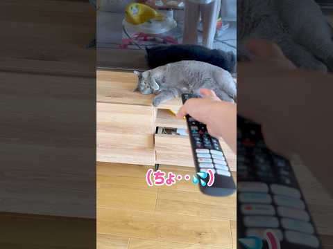 リモコンよりも強い猫 #保護猫 #ロシアンブルー #cat
