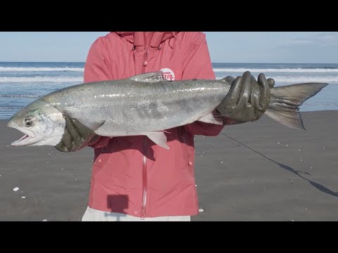 【吉報】 メスの鮭うれしい