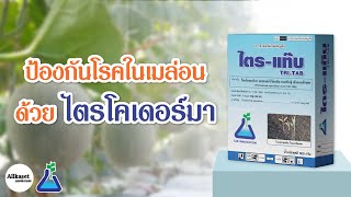 TAB Innovation: ป้องกันโรคในเมล่อนด้วยไตรโคเดอร์ม่า