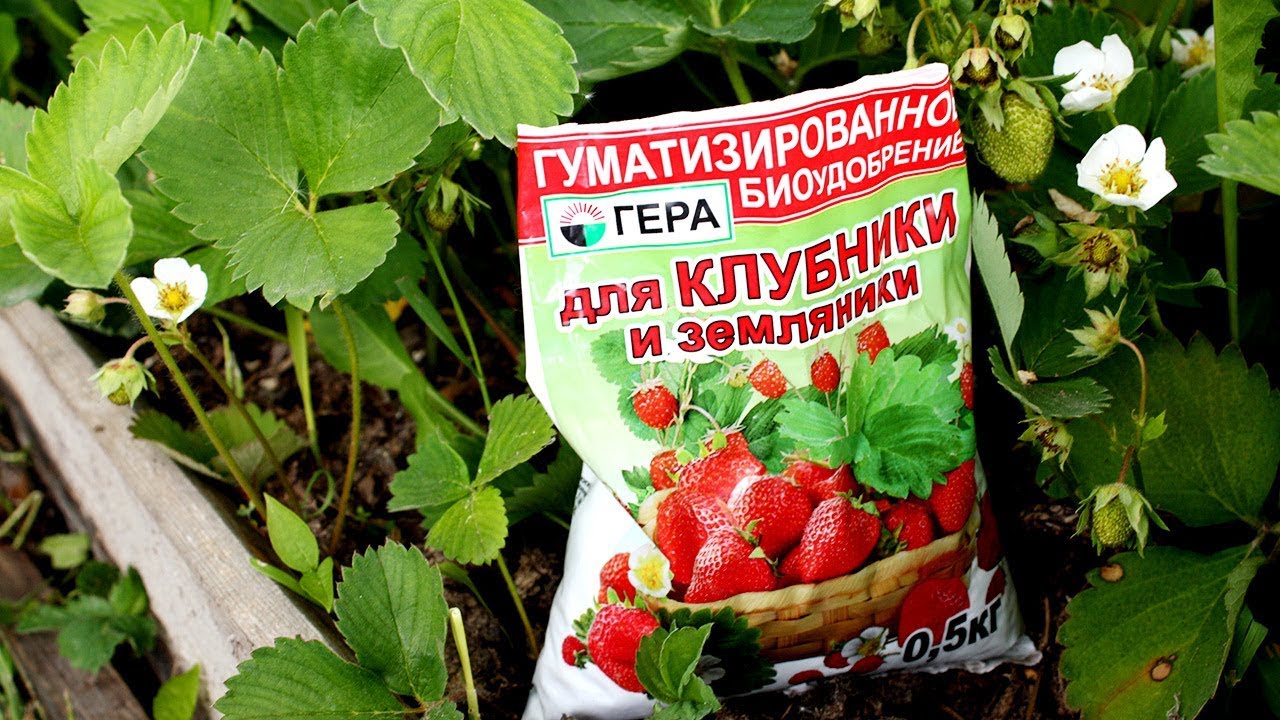 УРОЖАЙ КОРЗИНАМИ И ВЕДРАМИ! КЛУБНИКА, ТОМАТЫ, СВЕКЛА И ЛУК ЛЮБЯТ ЭТИ УДОБРЕНИЯ