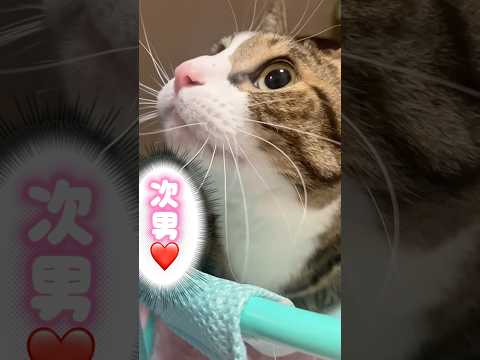猫の動画サムネイル - 好きになっちゃった…#cats #shorts #球太