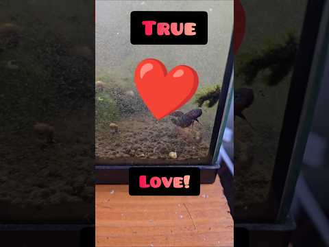 Betta Hendra Nearly Yeets Himself Into Eternity! # 