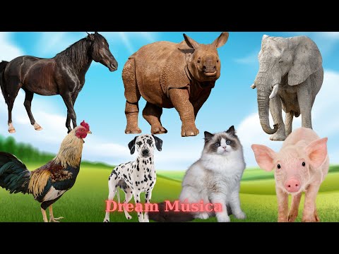 Animal Habitats: Elephant, Rooster, Pig, Rhino, Cat - Animal Sounds