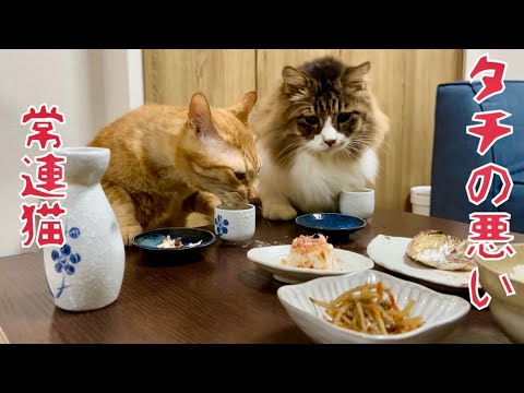 夕飯の魚を狙う常連猫…今夜もやって来た🍶😂元野良猫まるとら&ぽこまる