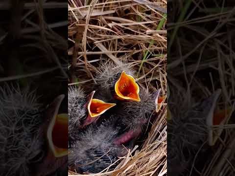 Pipit Bird’s Little Family in the Nest | Beautiful Nature Moment (p 1) #shorts