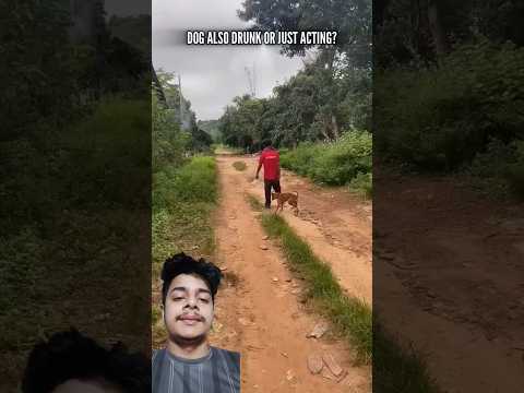 A disabled duckling helps his cat friend🐥#DuckRescue #CuteAnimal #AnimalRescue
