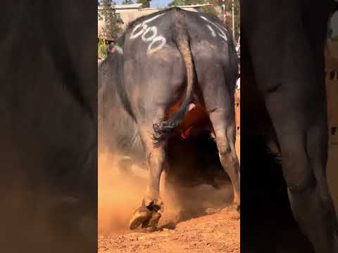 bull with action