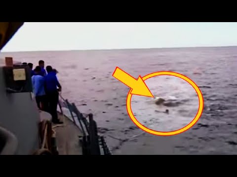 Navy Confused By Large Mass In Water. The Minute They Recognize It They All Jump Overboard