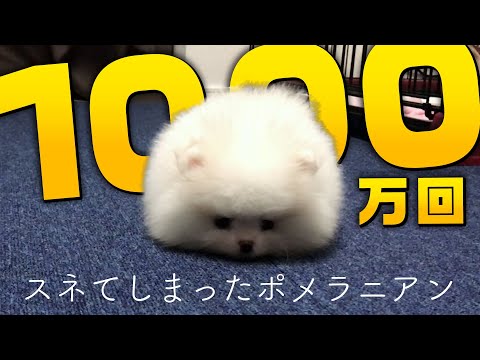1000万回スネてしまったポメラニアン