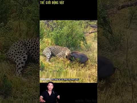 chú lợn rừng bị báo săn tấn công dữ dội.