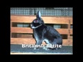 Rabbit Breeds and Characteristics