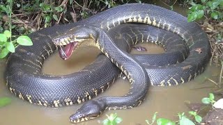The World’s Largest Anaconda Spotted in the Wild