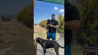 Ölümcül virüse yakalanan Cane Corso yavrumuz çok şükür sağlığına kavuştu 🥲🙏