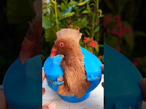 Pigeon treatment 1412 #kalapati #birds #shorts #pigeon #kabutar #pets #pigeontreatment