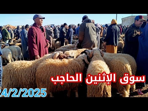 مباشرة من إثنين الحاجب 24/2/2025 أثمنة الخروف البرݣي والحولي والنعجة خروفة ماعز النبات فرجة ممتعة