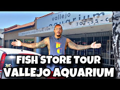 FISH STORE TOUR *VALLEJO AQUARIUM* FISH STORE TOUR *VALLEJO AQUARIUM*

What’s up YouTube fam! I have another fish store tour! This ti