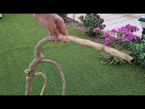 هل يمكن عمل مزهرية من غصن الشجرة Is it possible to make a vase from a tree branch