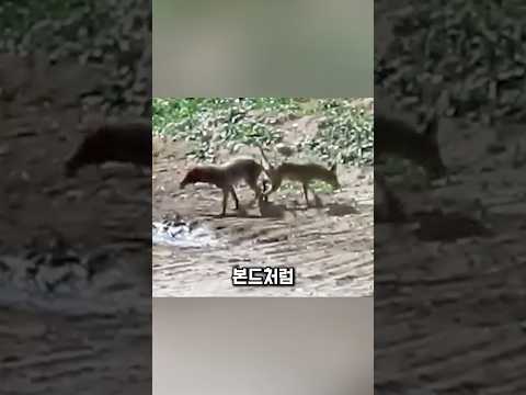위기에 빠진 코요테, 친구마저 떠났습니다
