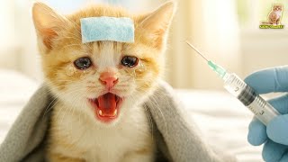 💉 Kucing Kecil Sakit Nangis Takut Disuntik 🤒😭