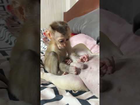 Cute little monkey and puppy dog