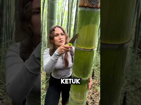 Kehabisan air saat di hutan? coba cara ini