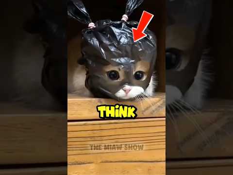 This Cats Think They’re Ninjas… Until They Fail! 😹#funnycats #shorts