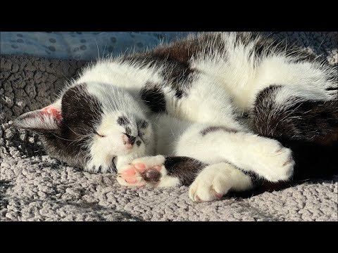 Cat Sleeping & Purring ASMR