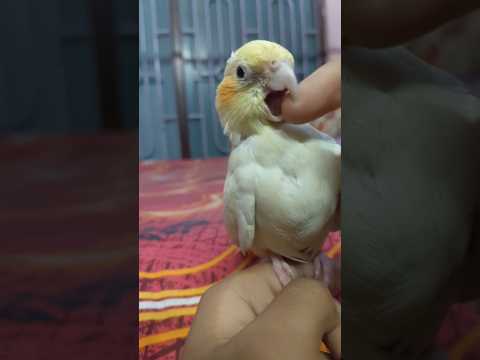 Again my Cockatiel became angry 😡😠#birds #adoreble #cockatiel #parrot #pets #angry #funny #cute