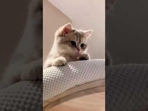 Emang boleh SE imut itu ta ๐ฅฐ | story wa anak motor parodi kucing ๐