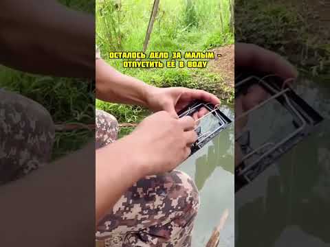 Необычный способ ловли рыбы на мышеловку