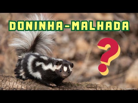 DONINHA-MALHADA! UM ANIMAL BEM DIFERENTE E POUCO CONHECIDO! QUE BICHO É ESSE? VOCÊ CONHECE?