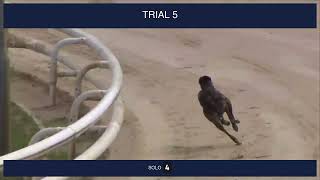 Newcastle Trials on 15th July 2026