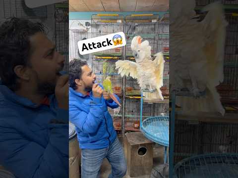 Attack kr diya parrot ne😱😂#foryou #birds #handfeed #parrot #trendingshorts #babybird #viralvideos